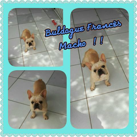 Buldogue Francês Macho Creme Alto Padrão Pedigree /CBKC