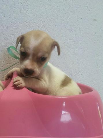 Chihuahua com pinscher, lindas e pequenas