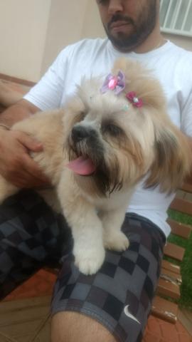 Fêmea Lhasa Apso