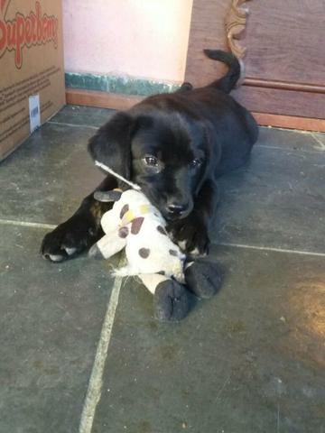 Linda labradora preta