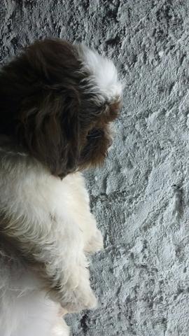 Shih Tzu