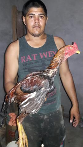Vende-Se frango de índio gigante