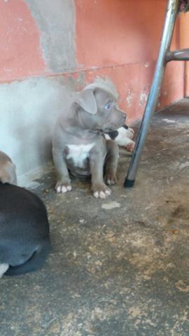 American bully