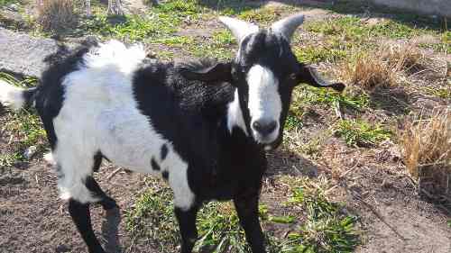 Bode Saanen Cabras Cabritos