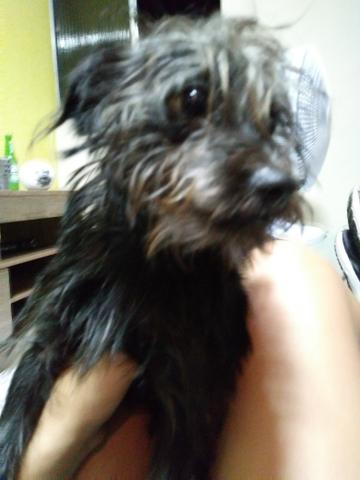 Cachorro poodle com maltes