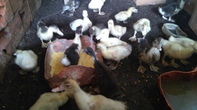 Disponível 25 patinhos