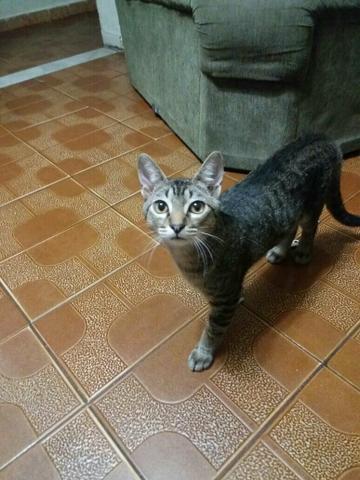 Doação de Gatos Castrado