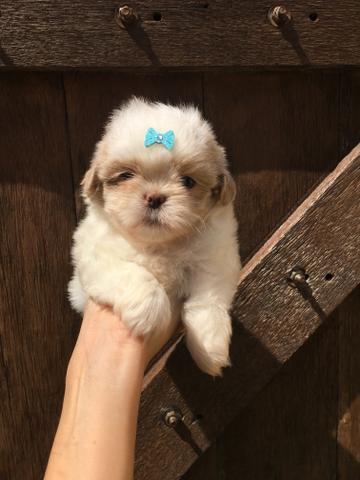 Fêmea Shihtzu