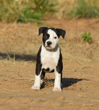 Jovem fêmea de American Staffordshire Terrier com Pedigree CKBC