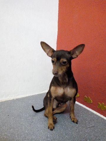 Pinscher