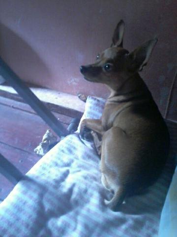 Pinscher