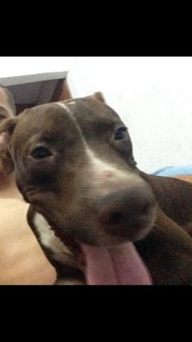 Pitbul