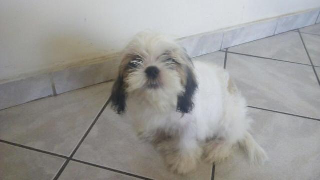 Shih tzu tricolor fêmea.