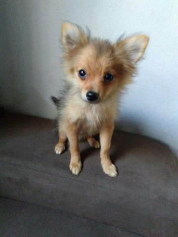 Spitz alemão anão com pedigree machinho