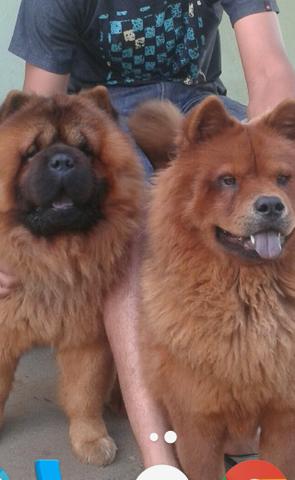 Vendo casal de chow chow
