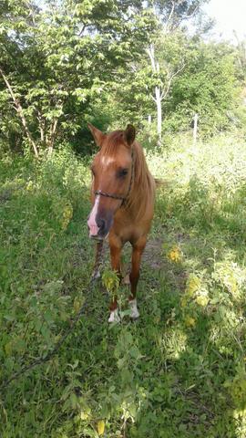 Vendo um cavalo