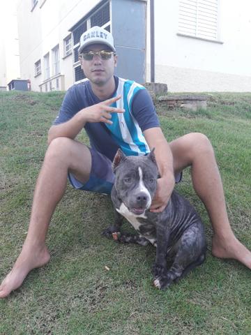 American Bully