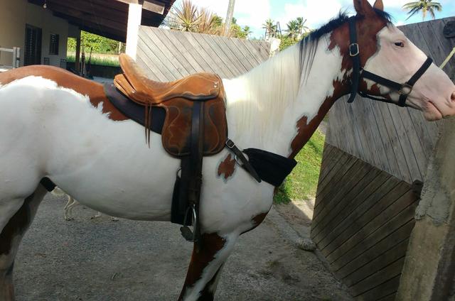 Cavalo novo 5 anos, iniciado de direita