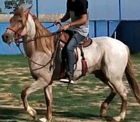 Cobertura Mangalarga