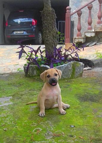 Doa-se mix de Filla Brasileiro