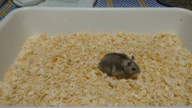 Hamster anão Russo com gaiola