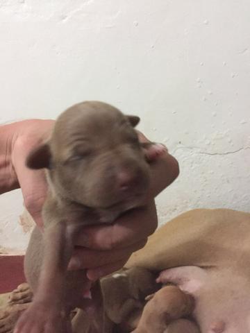 Pitbull red Nose