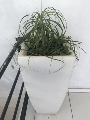 Planta pé de elefante (troco por Pinheirinho)