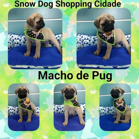 Pug macho no Snow Dog do Shopping Cidade, venha conhece-lo
