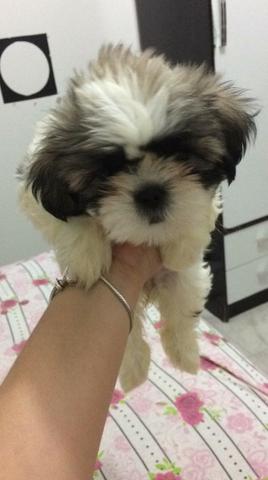 Shih Tzu