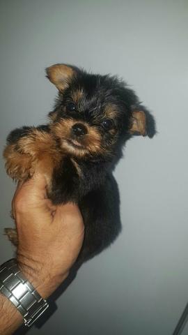 Machinhos de yorkshire com 48 dias!