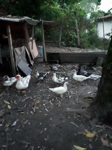 Patos