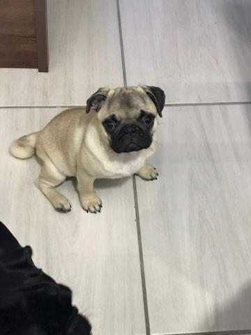 Pug fêmea 4 meses com todas vacinas