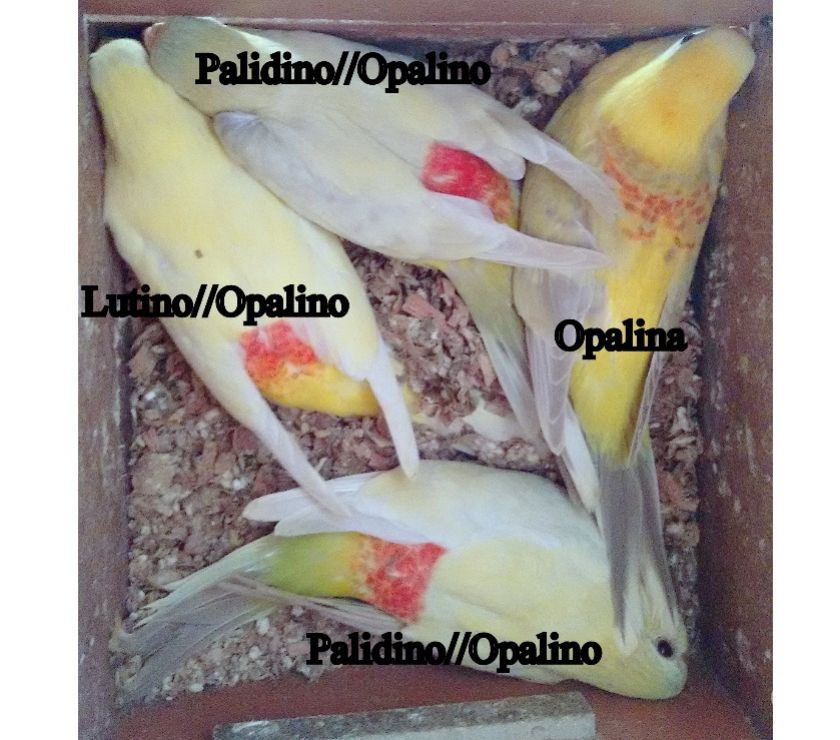 Red Rumped Lutino, Palidino e Opalino