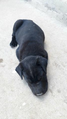 Sharpei com pastor alemão