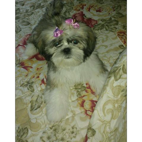 Shih tzu