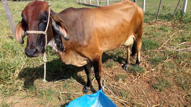 Vaca leiteira girolando