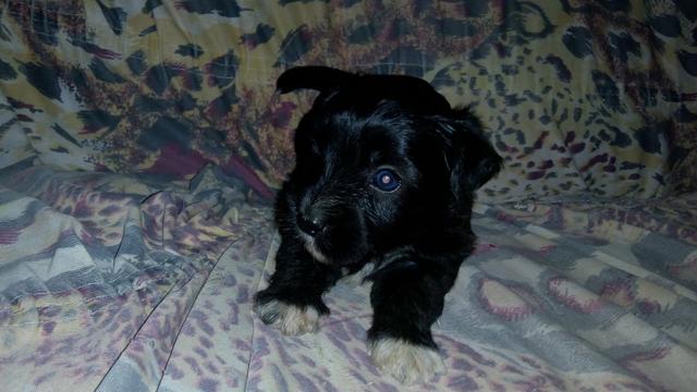 Vendo cachorrinho poodle número 