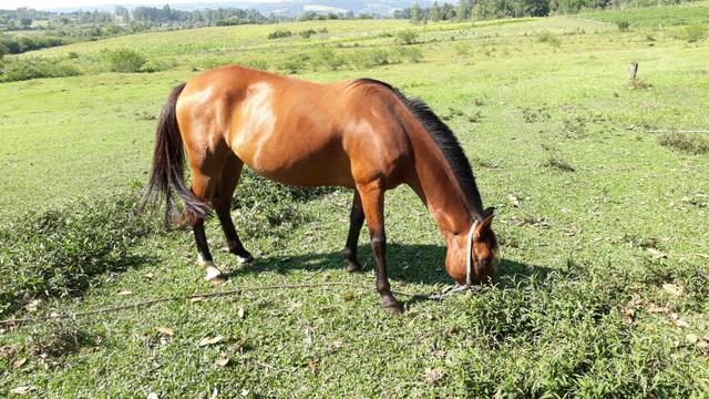 Vendo egua boa e mansa de tudo