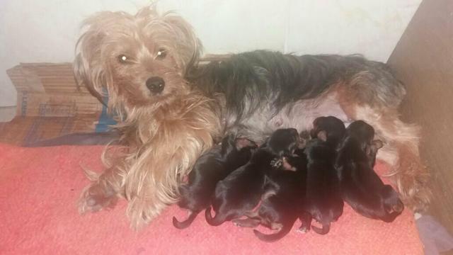 Yorksire Terrie Faço Encomendas