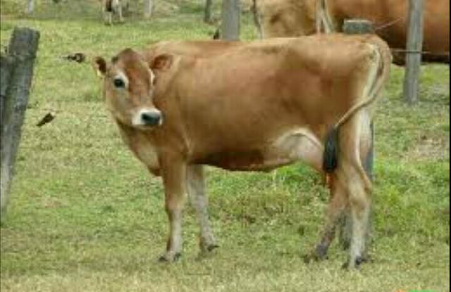 Excelente vaca Jersey parida