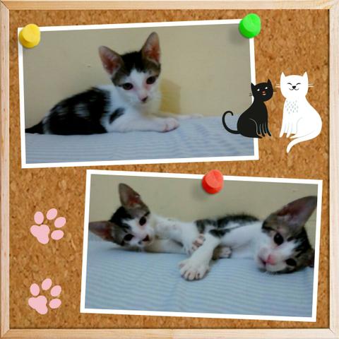 Gatinhos carinhosos para adoção!