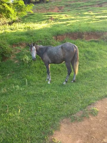 Marcha picada. Aceito proposta