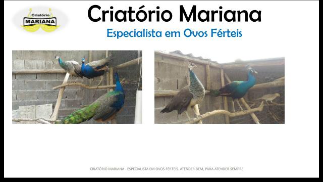 Ovo Fértil de P. avão