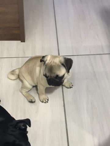 Pug fêmea 4 meses
