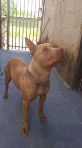 Ultimo macho pitbull red Nose