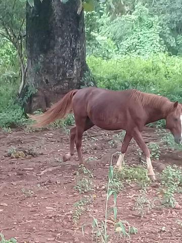 Vendo cavalo garanhão