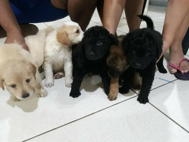 Cachorrinhos