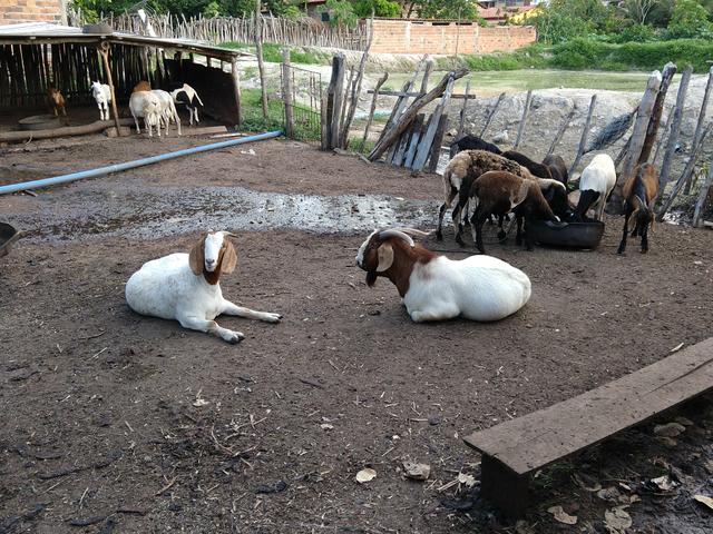 Casal de caprinos boher puros