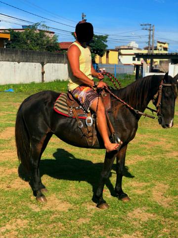 Cavalo Marcha Picada