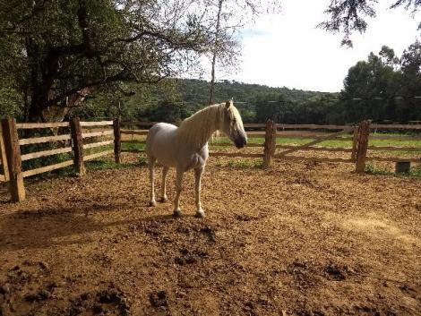 Cavalo marchador